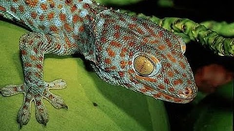 Cận Cảnh Tắc Kè Đẻ Trứng | Cây trà hoa vàng