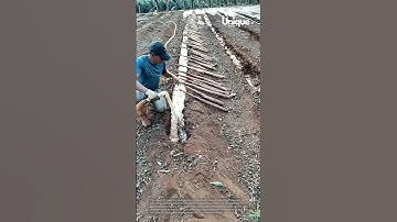 Cassava planting: optimizing soil preparation and planting depth