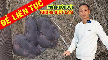 Người Mới Muốn Nuôi Dúi Đẻ Nhiều Dúi Sinh Sản Quanh Năm Thì Cần Biết Đến 4 Điều Này