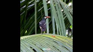City Pied Myna.#birds #natgeo #nature #discoverychannel #bbcearth #asia #birdsounds #life #earth