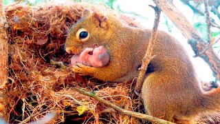 Una ardilla busca ayuda en un hombre, ya que su cría estaba en serios problemas