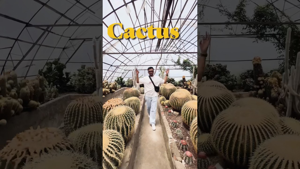 India’s biggest 🌵 cactus nursery #kalimpong #india #indiatravel