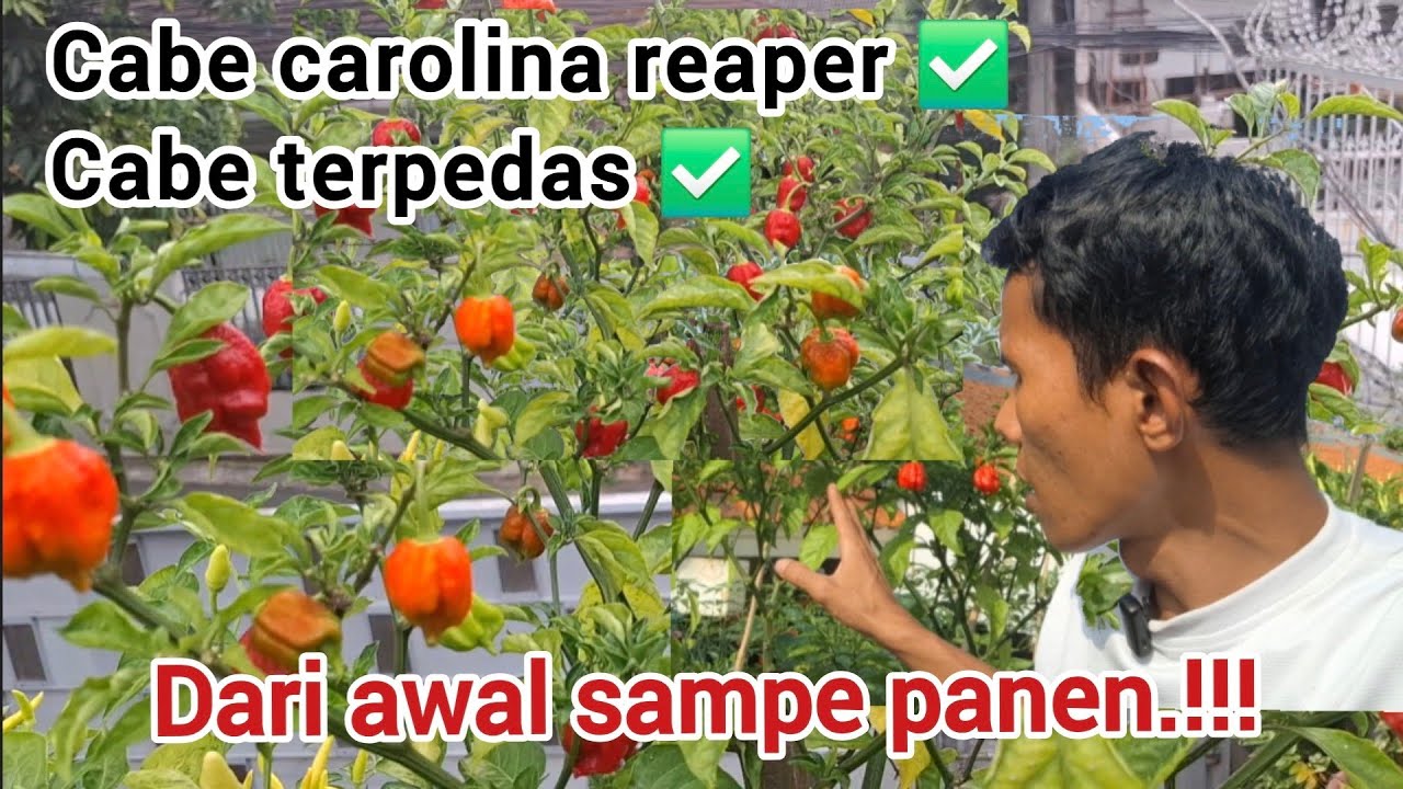 Cara menanam cabe terpedas‼️cabe carolina reaper.#cabe #carolinareaper