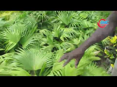 Video: Kupanda Stevia Kwenye Windowsills Na Kwenye Bustani