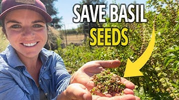 How to Save Basil Seeds for Next Year’s Planting 🌱