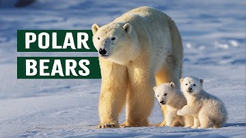 Capturing The Polar Bears
