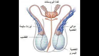 علاج دوالى الخصية بكل دقة فى دقائق معدودة