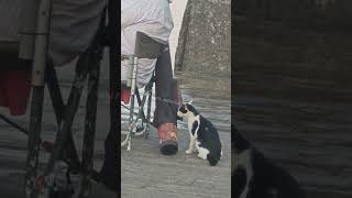 🐈На Ланжероне зверствует рыбнадзор. Всем рыбакам приготовить документы и рыбов😺😸😻😼😽😾🐟🐠🦈 Одесса мама