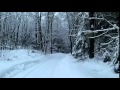 Настоящая канадская зима в настоящем канадском лесу