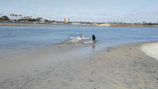 Poodles playing in San Diego