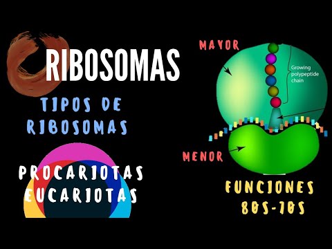 Qué son los ribosomas ,tipos de ribosomas 70s y 80s, Ribosomas estructura y función. LOS RIBOSOMAS