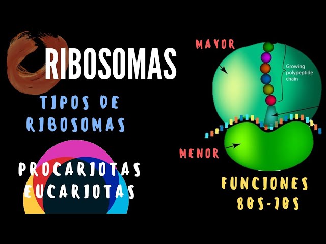 Sophie síndrome Vago Qué son los ribosomas ,tipos de ribosomas 70s y 80s, Ribosomas estructura y  función. LOS RIBOSOMAS - YouTube