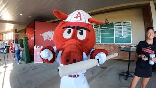 Arkansas Razorback Baseball Game Vibes 🐗 | “I Got That Hog In Me” T-Shirts + Rigby & Merch Drop!