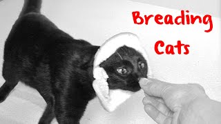 Cat Breading -- Its An Internet Viral Sensation