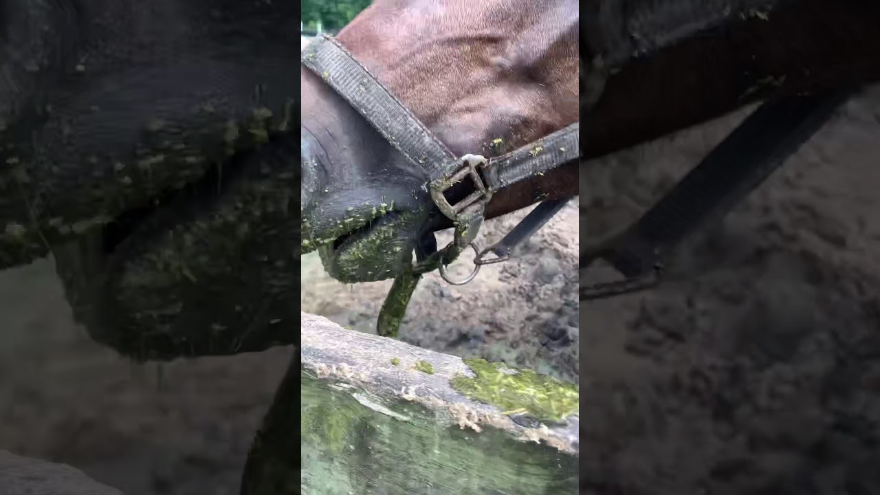 horse asmr💖 YouTube