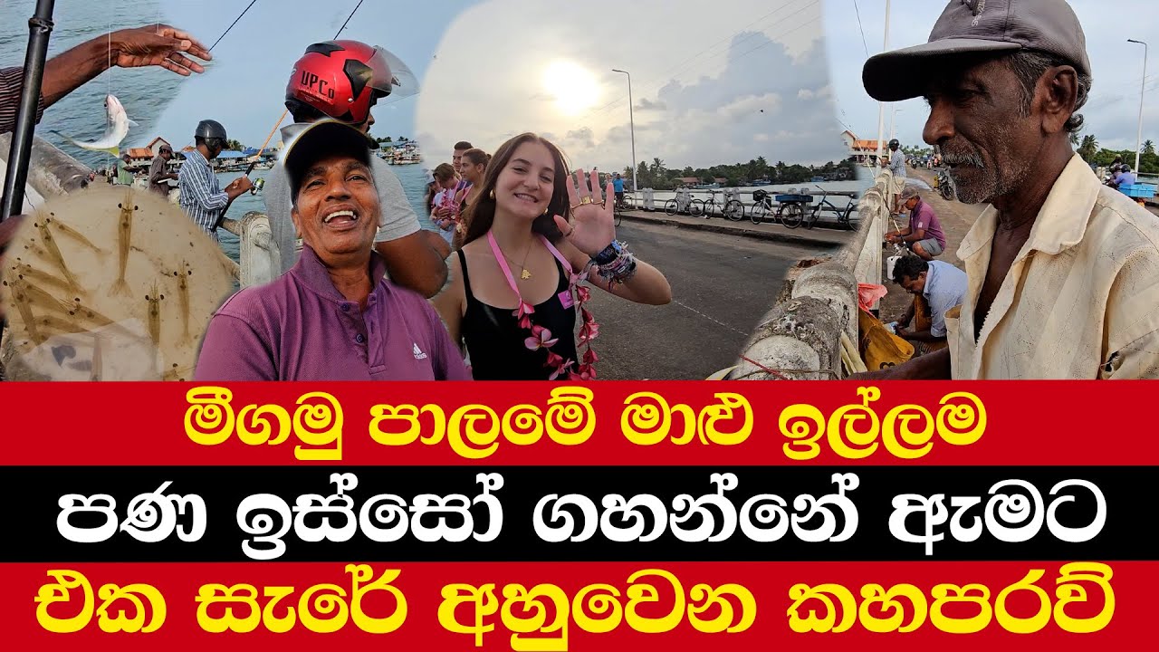 මීගමු පාලමේ මාළු ඉල්ලම | පණ ඉස්සෝ ගහන්නේ ඇමට | එක සැරේ අහුවෙන කහපරව්