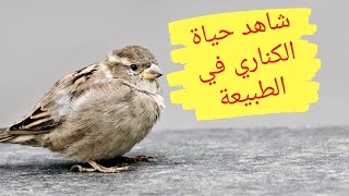 فيديو حصري حول حياة الكناري في الطبيعة