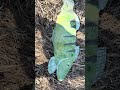 Planting art for generations of fish