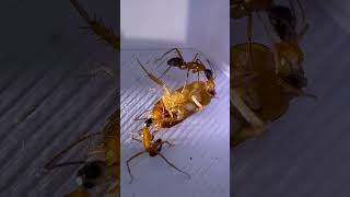 Karıncalar Avlandı Sopa Böceği Neden Çöktü?