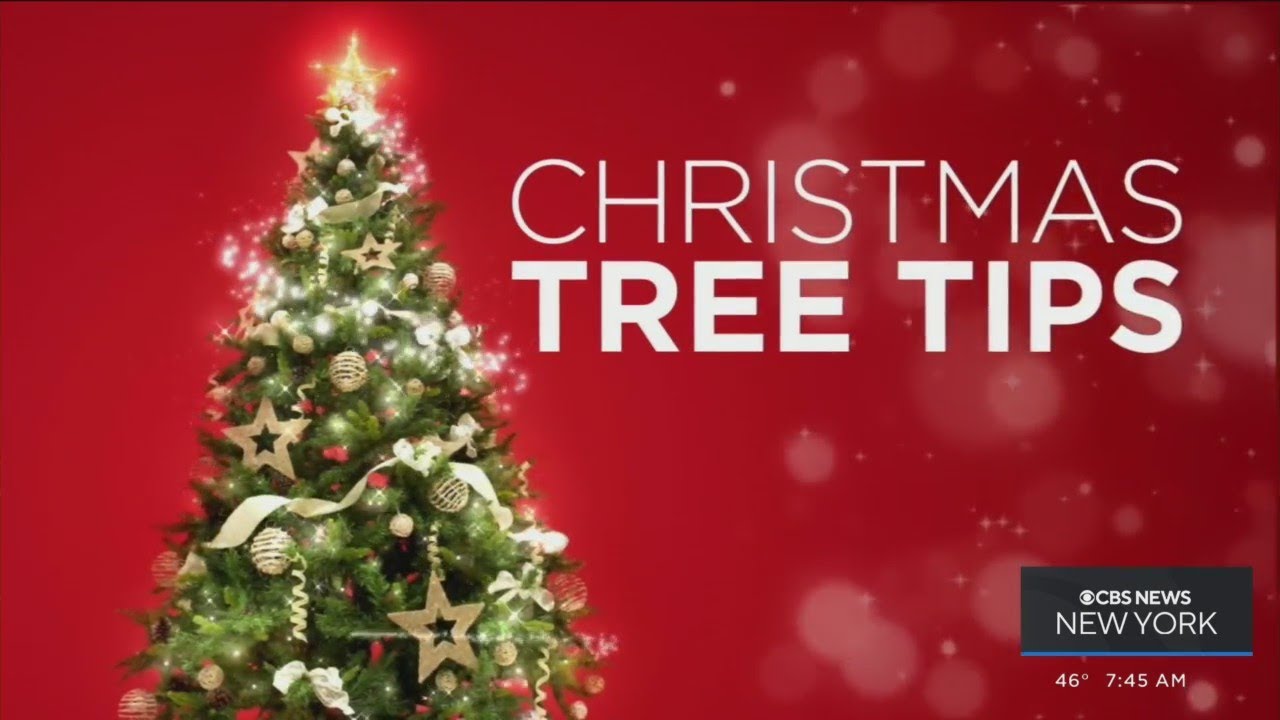 How to pick the perfect Christmas tree - YouTube