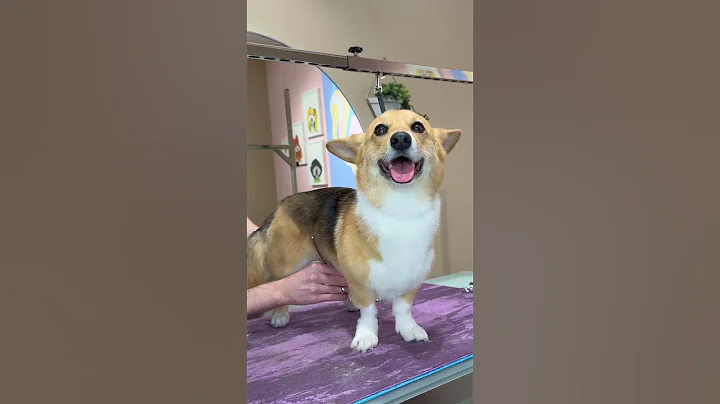 did you know corgis have long tails? - DayDayNews