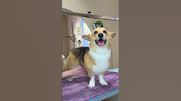 did you know corgis have long tails?