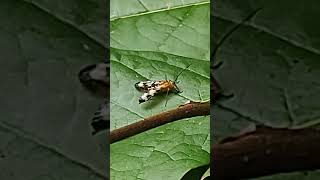 scorpionfly on a paw paw leaf eating an insect