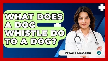 What Does A Dog Whistle Do To A Dog? - PetGuide360.com