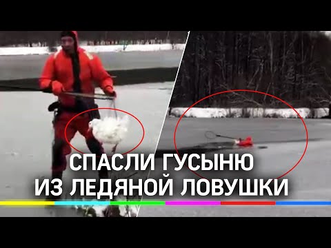 Спасли гусыню с лишним весом из ледяной ловушки на пруду в Москве