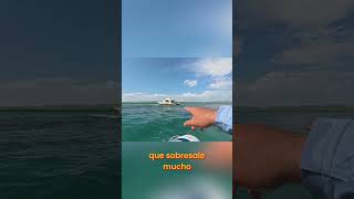 Barco Encayado: Un Sustazo Brutal en el Mar #shorts