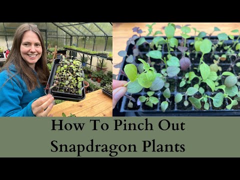 How To Pinch Out Antirrhinum Snapdragon Plants For More Flowers