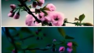 ( maple heaven ) # 58 ( How to edite normal wallpaper to rich Unic colour ) screenshot 1