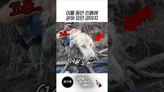 이틀 동안 진흙에 갇혀 있던 강아지