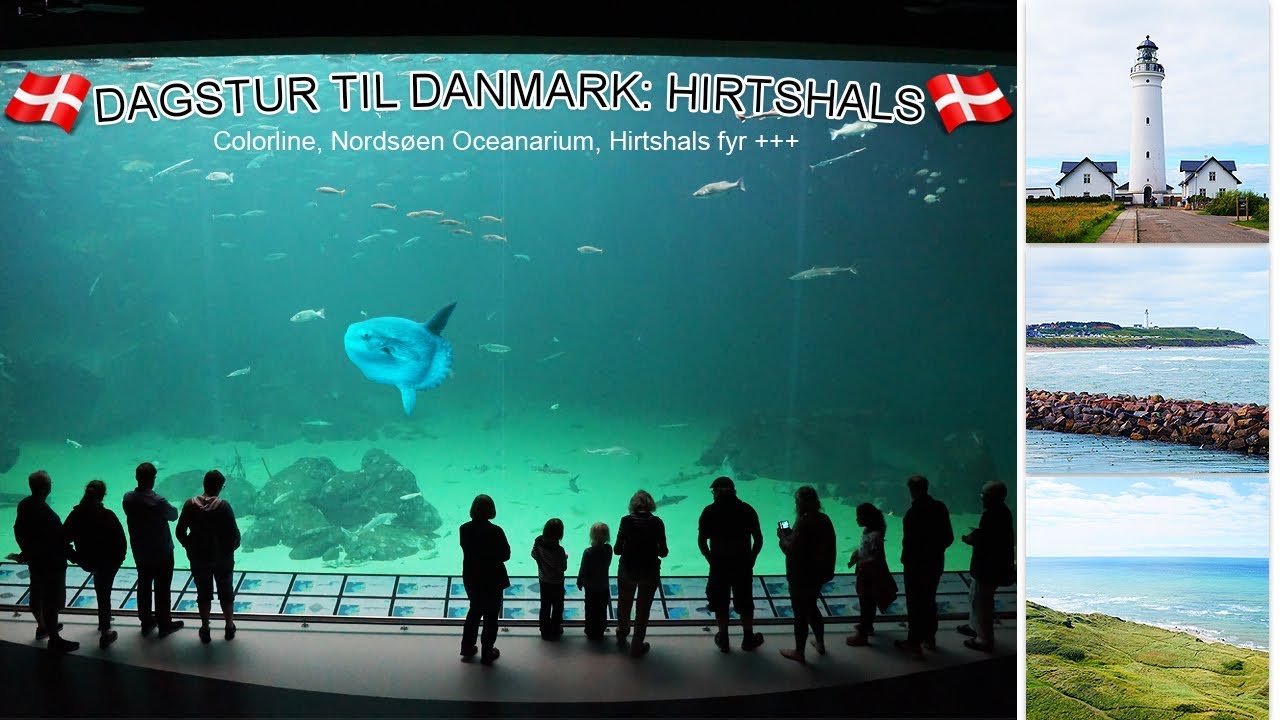 frustrerende vene appetit Dagstur til Danmark: Hirtshals. Nordsøen Oceanarium (ser Månefisken!),  Hirtshals fyr +++ - YouTube