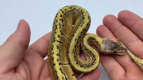 Lemon blast ball python morph