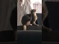 My cat being weird for 45 seconds