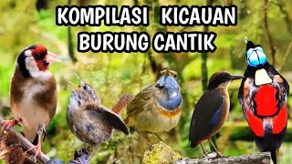 Suara Kicauan Burung-burung Endemik Langka