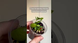 Месяц после укоренения. Дисхидия пектеноидес и Хойя ундулата арми.