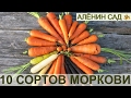 10 СОРТОВ МОРКОВИ выбираю лучшие! Как я выращиваю морковь от посева до сбора урожая