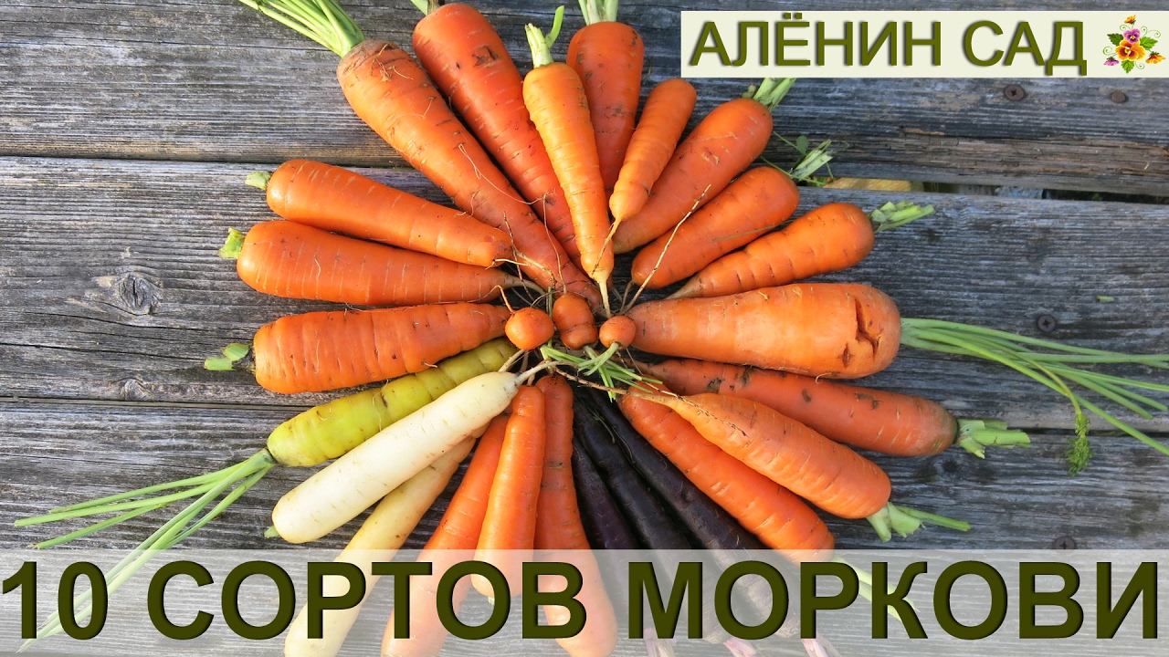 ⁣10 СОРТОВ МОРКОВИ выбираю лучшие! Как я выращиваю морковь от посева до сбора урожая