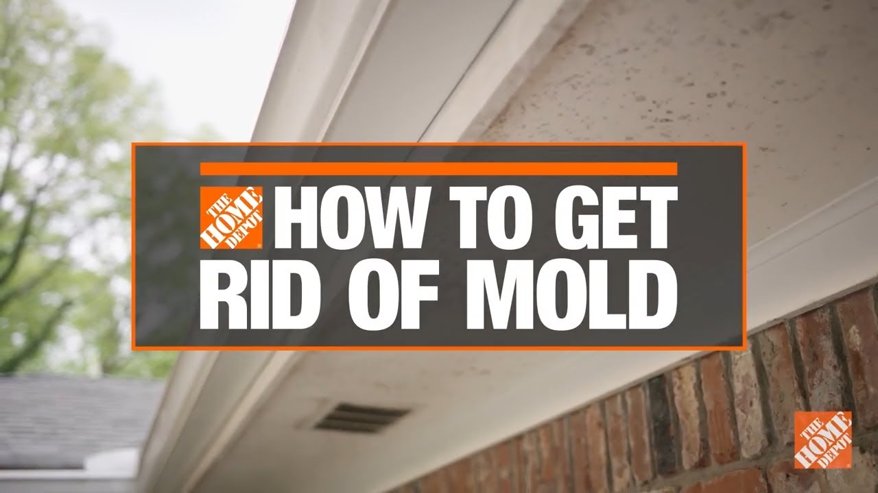 How To Get Mold Out Of House? 