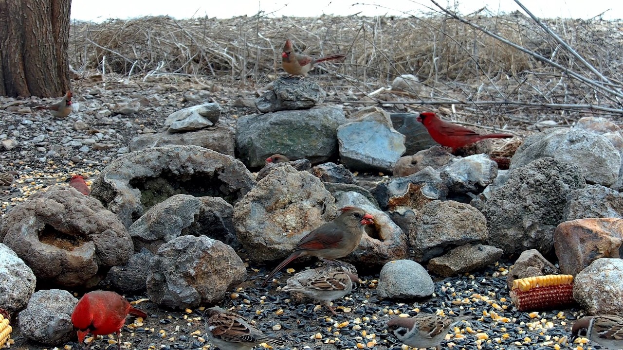 Bird Feeder 02-16-2026