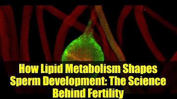 How Lipid Metabolism Shapes Sperm Development: The Science Behind Fertility