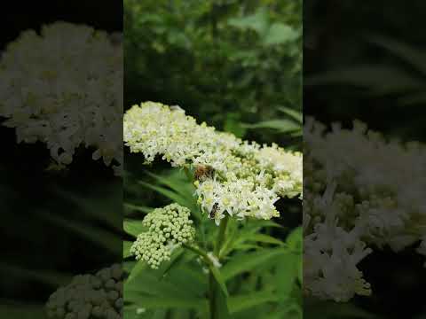 طبیعت زیبای روستای پلام اشکورات رودسر گیلان ایران وطن وطنم پلام صدای بلبل وحشی