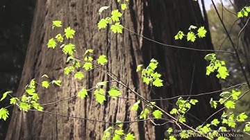 سورة إبراهيم من الآية ٤٢-٥٢ / نبيل محمد