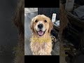 I learned this the hard way after every dog bath… #usa #usashorts #puppy #ad #sponsored