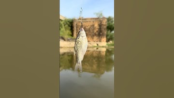 Single hook Fishing | river Fishing ￼| river prawns | river crabs. #fishing #prawns #rahu￼ #blogger