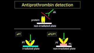 Laura Bertolaccini - New specificities in the antiphospholipid syndrome - The importance of testing