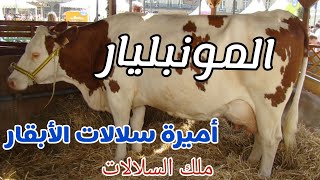 مونتبليارد. أميرة سلالات الأبقار ج1 #أبقار #جاموس