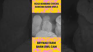When the beat drops in the nest box... 🎶🦉
